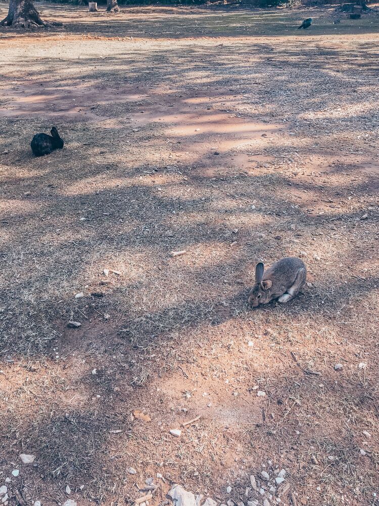 Bunny Island