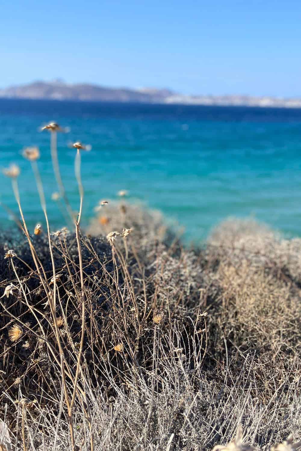 Is Milos Expensive? What You Can Expect & Tips to Save