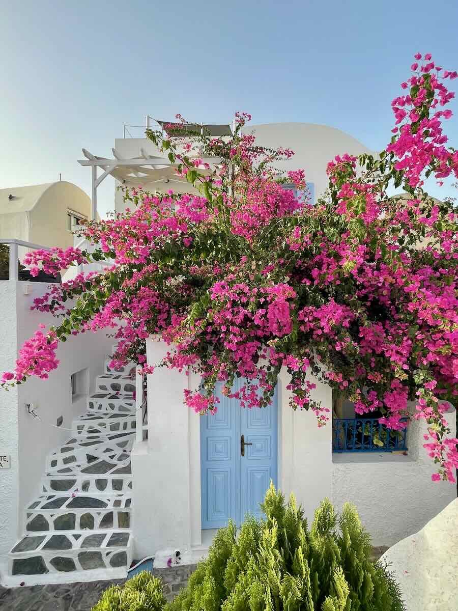 Traditional white house in Santorini with a bright blue door, covered in vibrant pink bougainvillea flowers under a sunny sky.